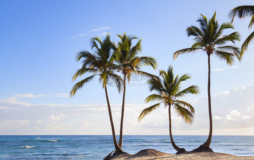 多米尼加勒比海滩四棵棕榈树图片