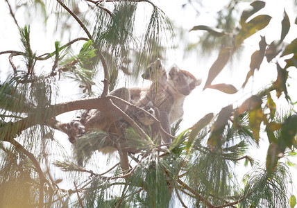马达加斯加塔那那利佛的狐猴们图片