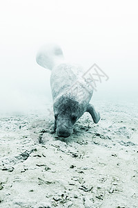 西印度海牛水下的水生动物高清图片