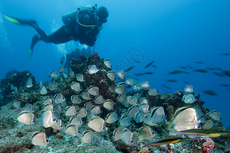 潜水员在索科罗岛利马墨西哥等地观察鱼群图片