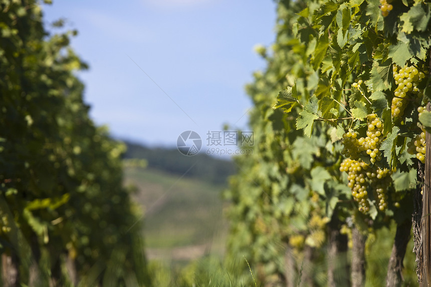 法国洛林阿尔萨斯葡萄园的葡萄图片