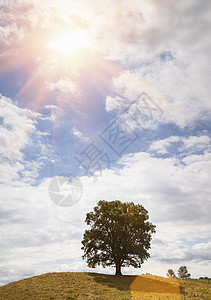 蓝色天空下山坡上的树木图片