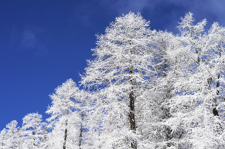 树枝被雪覆盖背景图片