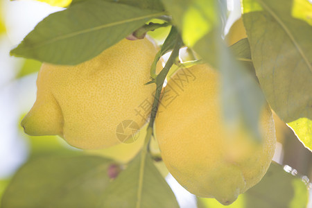 柠檬树上的柠檬特写图片