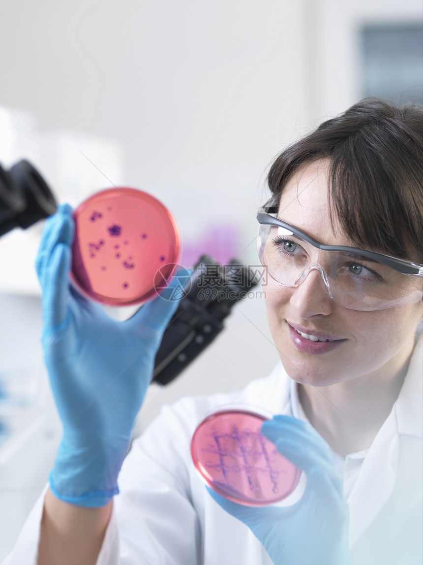 科学家检查实验室中生长的含有细菌的培养皿图片