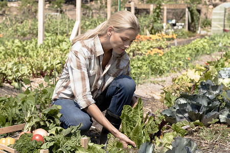 成熟妇女在花园种植蔬菜图片
