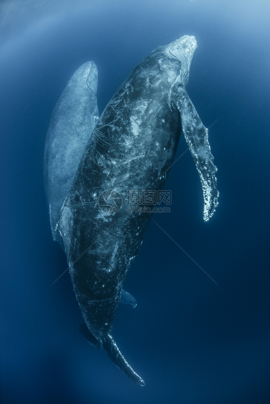 鲸鱼从深水中上升图片