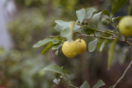 树枝上的柠檬图片