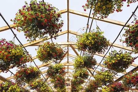 棚顶挂着吊篮植物的温室花园图片