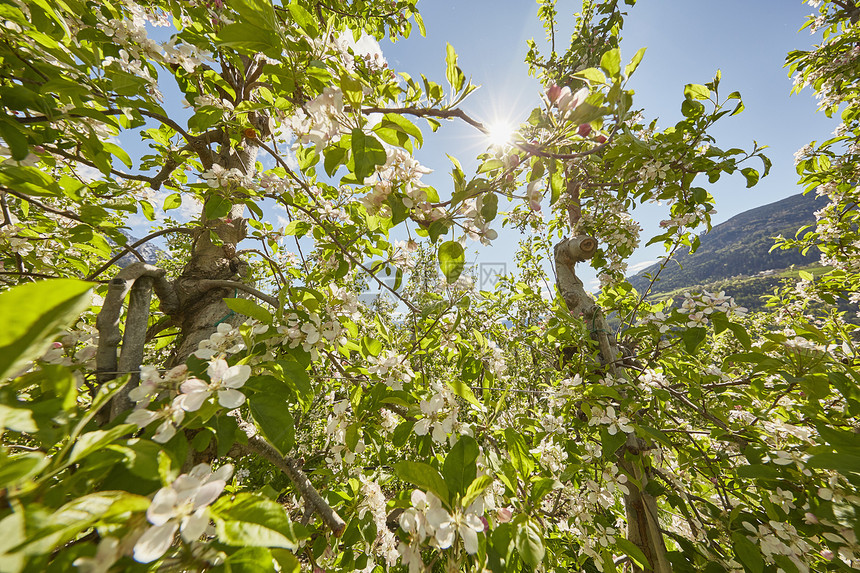 意大利南蒂罗尔州梅兰市苹果树的花朵图片