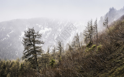 意大利南蒂罗尔PenserJoch雪山旁的森林图片