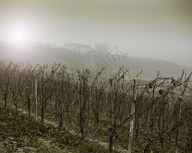 意大利皮德蒙特州朗河巴罗洛葡萄酒区雾中的葡萄藤和园图片