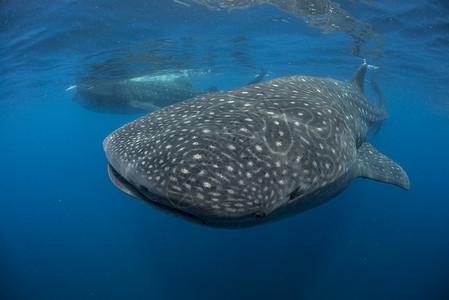 大型鲸鱼鲨Rhincodonsybus在海面喂养鱼卵墨西哥妇女岛背景图片