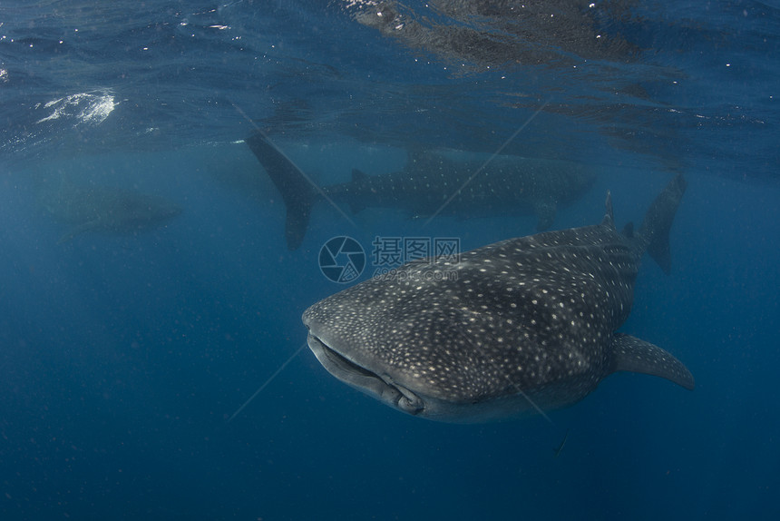 大型鲸鱼鲨Rhincodonsybus在海面喂养鱼卵墨西哥妇女岛图片