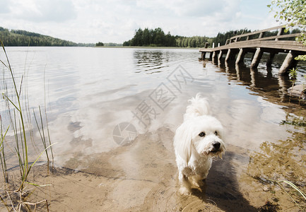 小狗从水里上岸背景图片