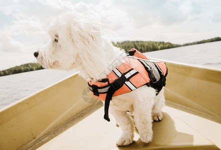 穿着救生衣的小狗在船上背景图片