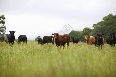 野外放牧的牛群图片
