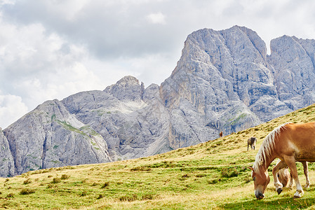 奥地利山上的马吃草图片