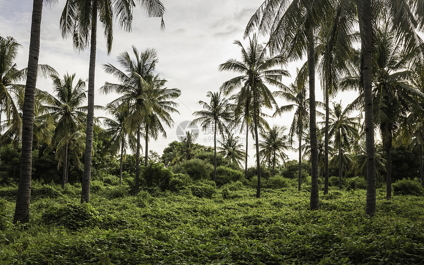 印度尼西亚隆博克棕榈树林图片