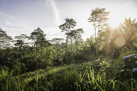 绿色景观和树木的阳光景色印度尼西亚巴厘岛图片