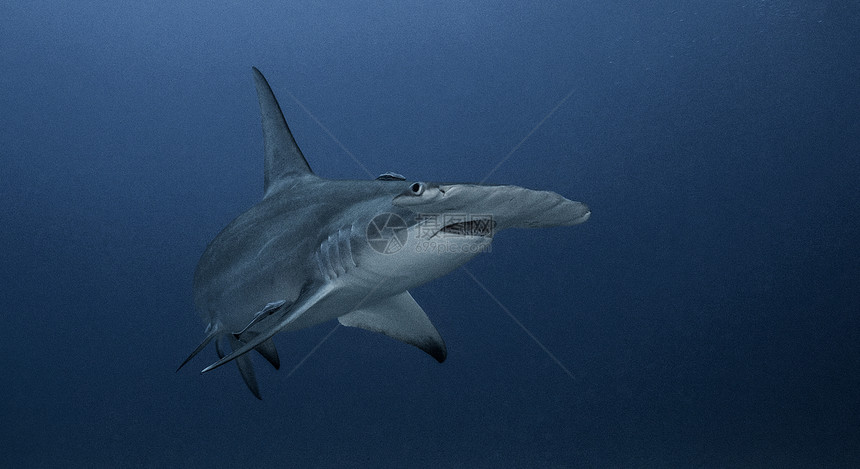 海底的大锤头鲨鱼图片