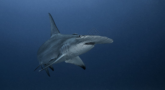 海底的大锤头鲨鱼背景图片