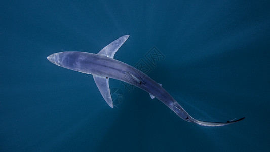 鲨鱼游泳背景图片