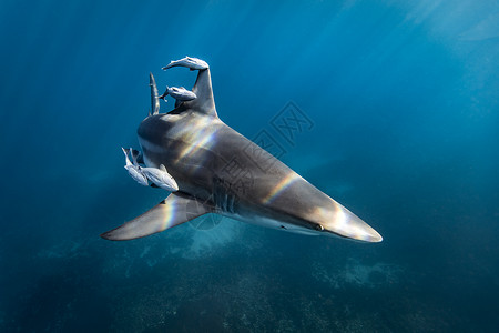 海中的鲨鱼阿利瓦尔浅滩高清图片