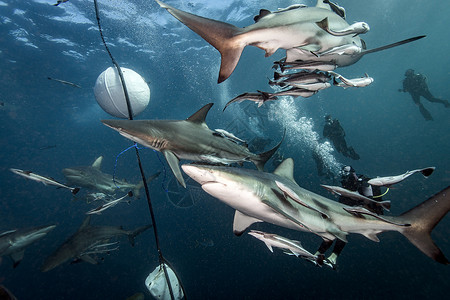 海底的鲨鱼群图片