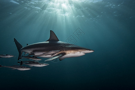 海底的鲨鱼群高清图片