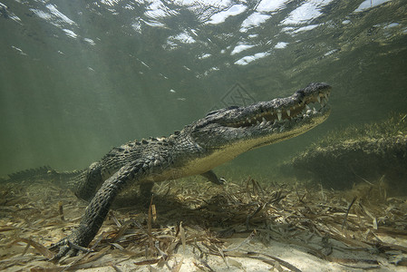 美国鳄鱼墨西哥浅滩图片