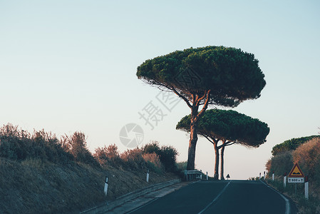 意大利索萨里路边的树图片
