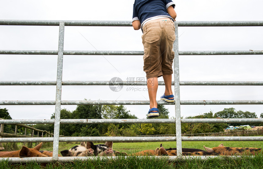 男孩攀上围栏去看农场里的猪图片
