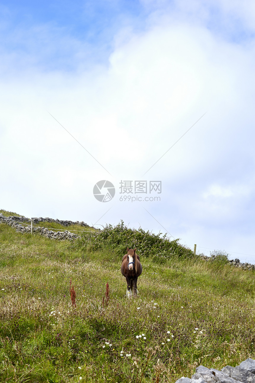 爱尔兰印尼什摩的马图片