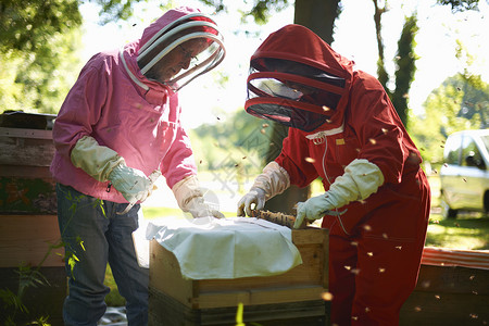 养蜂人从蜜巢抬起框架图片