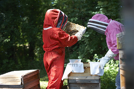 养蜂人从蜜巢抬起框架从蜜巢抬起框架图片