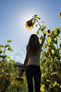 年轻女子在有机农场的田地上摸着高高的向日葵图片