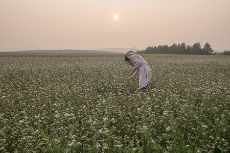 黄昏时女养蜂员弯曲检查俄罗斯乌拉尔农村地区的花卉作物图片