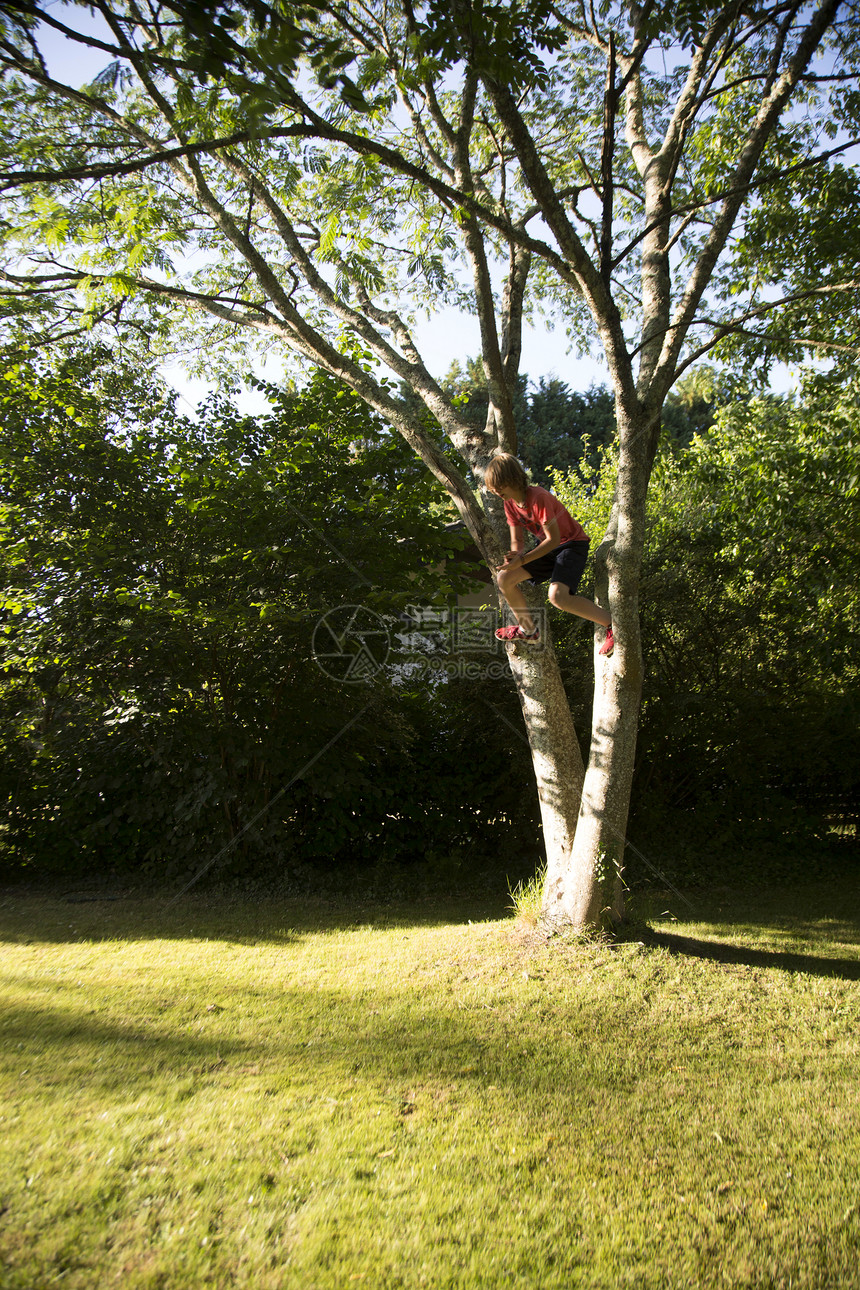 小男孩从树上跳下来图片