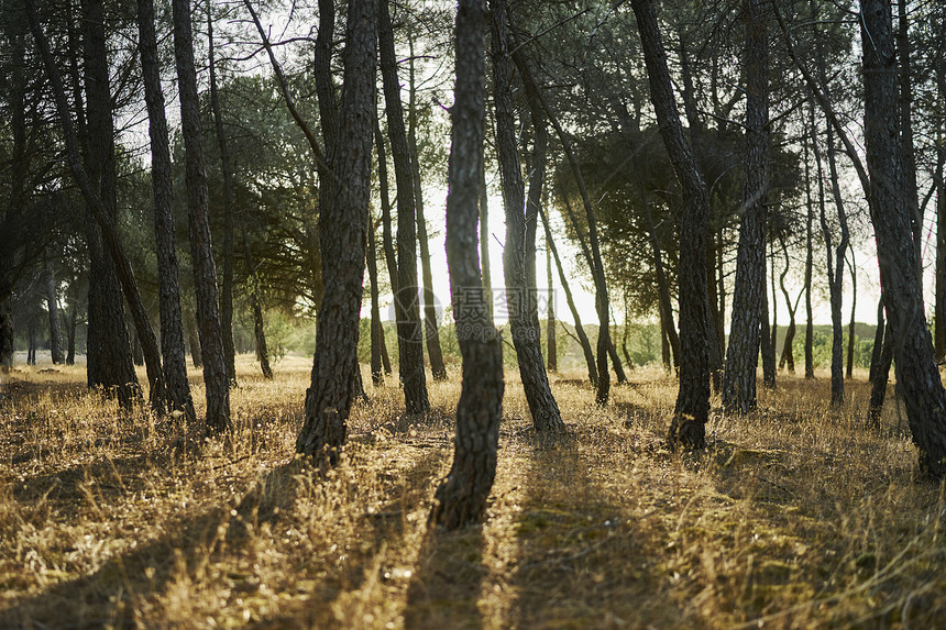 森林中的阳光穿过树木图片