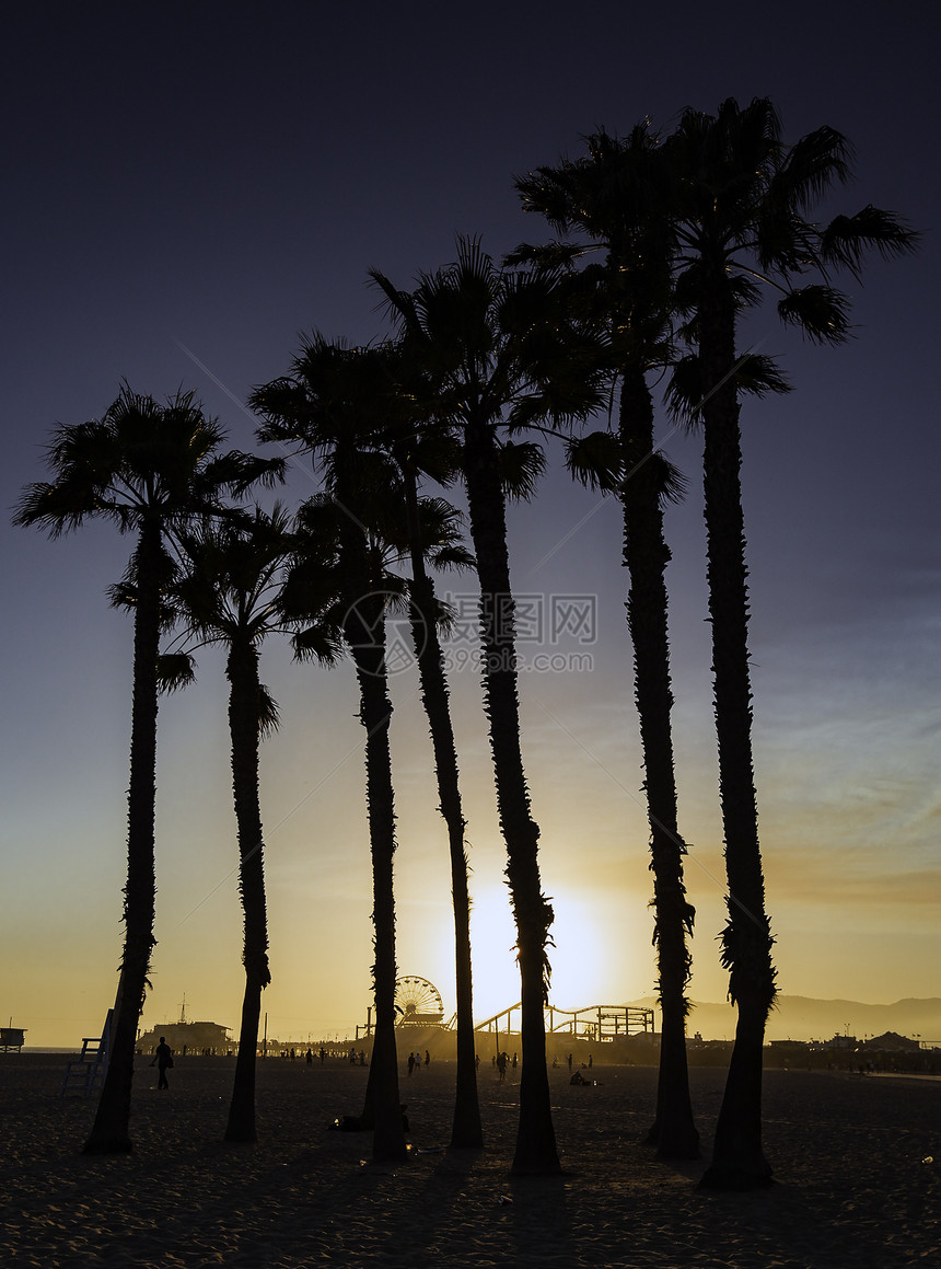 美国加利福尼亚州棕榈树图片