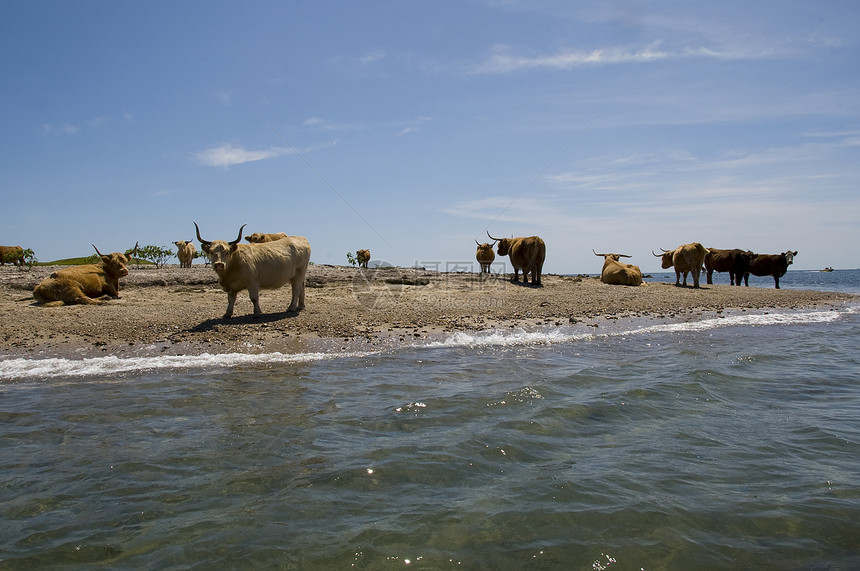 美国马萨诸塞州伊丽莎白群岛海岸线高地牛群图片