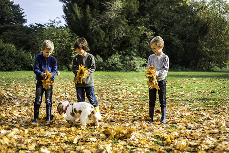 三个男孩在户外玩宠狗收集秋叶图片