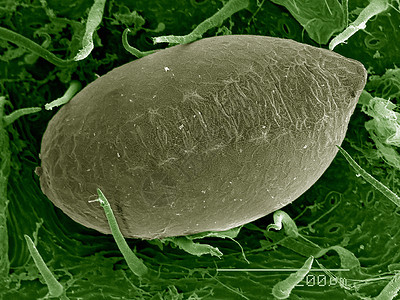 叶表面的褐藻Cerobasissp卵图片