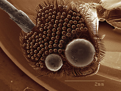 男Dytiscidae甲虫前腿的粘垫板图片