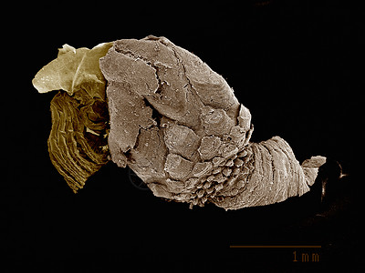 鹅颈藤壶脚爪Pollicipedaeposs花粉属图片