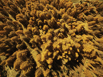 意大利南蒂罗尔施纳尔斯塔尔俯瞰森林图片