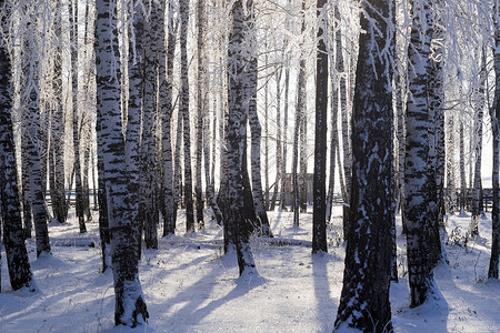 俄罗斯乌拉尔森林图片