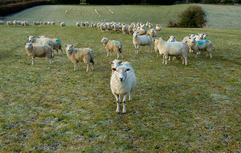 草地上成群的绵羊图片