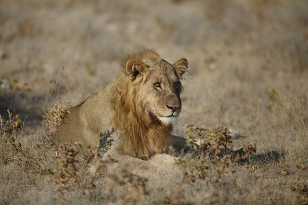 草原主题素材非洲草原上的狮子背景